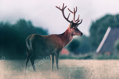 Preview: Red Deer Stag In Countryside In Evening Sunlight. Side View.