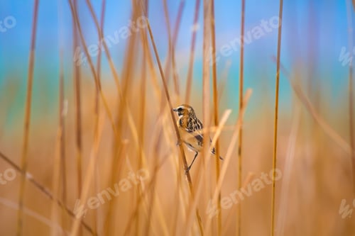 Preview: Cute Bird. Yellow Nature Background. Whinchat / Saxicola Rubetra