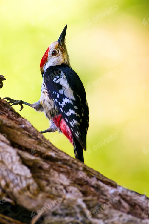 Preview: Cute Woodpecker On Tree. Green Forest Background.