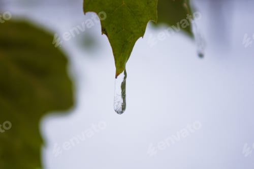 Preview: Snow And Icing On The Leaves In The City Park, Winter Landscape