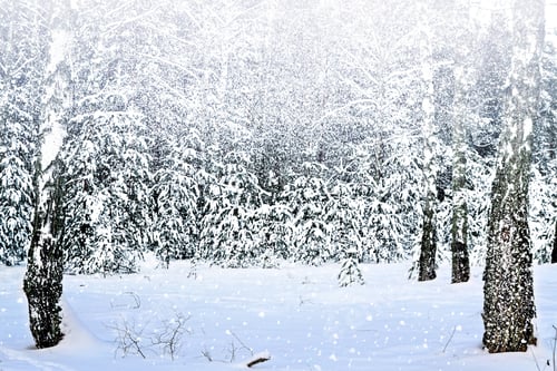 Preview: Winter Landscape