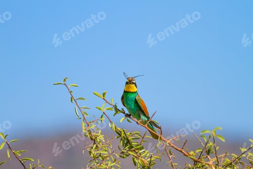 Preview: Colorful Bird. Blue Sky Nature Background.