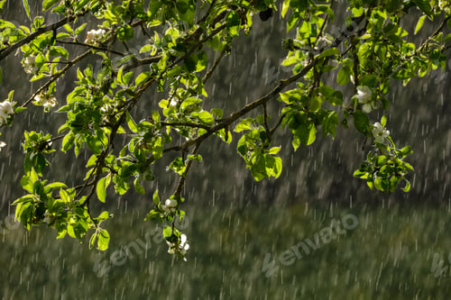 Preview: Sun Rays On Apple Tree Leaves In Garden With Rain In Background. Textured Pattern