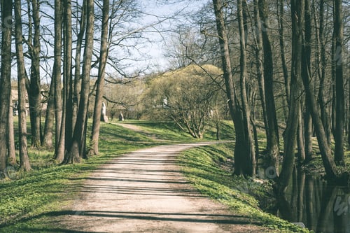Preview: Forest Road With Sun Rays And Shadowsin The Morning In The Countryside - Vintage Matte Look