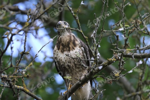 Preview: Young Buzzard Common Buzzard (Buteo Buteo)