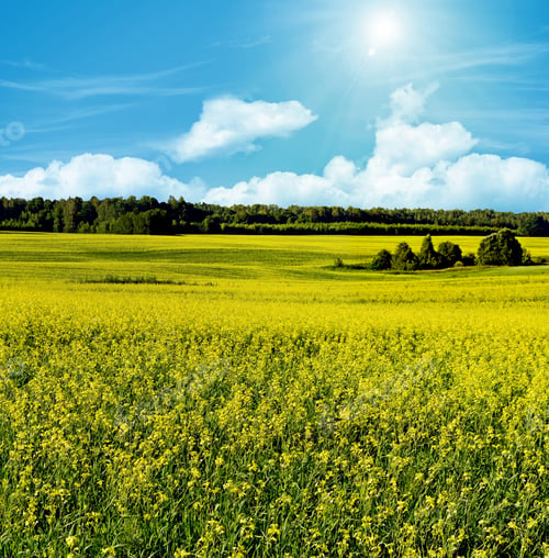 Preview: Yellow Rapeseed Field And Blue Sky, A Beautiful Spring Landscape