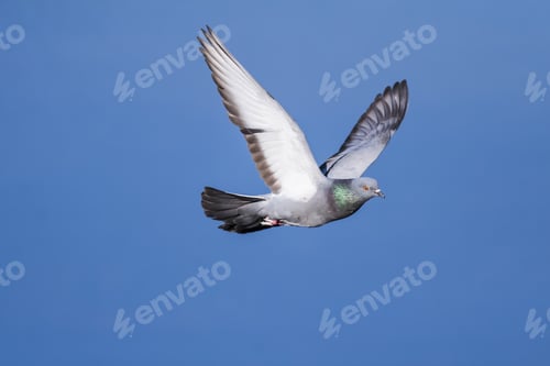 Preview: Flying Pigeon. Blue Sky Background.