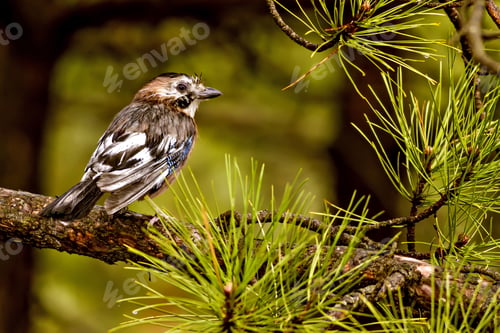 Preview: Eurasian Jay. Green Nature Background. Bird: Garrulus Glandarius.