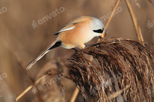 Preview: Bearded Reedling Or Bearded Tit (Panurus Biarmicus) Baden-Wuerttemberg, Germany