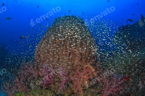 Preview: Colourful Coral Reef With Glassfish Swarm