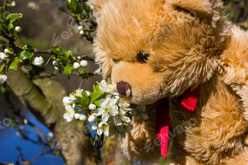 Preview: Teddy Bear