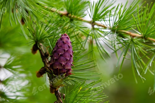 Preview: Larch Blossom. Larch (Lat. Larix) — A Genus Of Woody Plants Of The Pine Family, One Of The Most