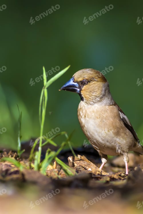 Preview: Cute Little Bird Hawfinch. Hawfinch Is Feeding On The Ground. Green Nature Background. Bird