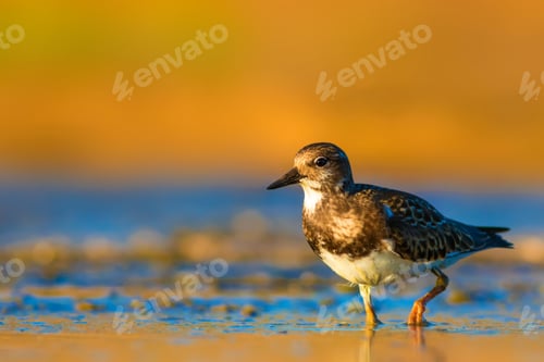 Preview: Water Bird Ruddy Turnstone. Yellow Nature Background.