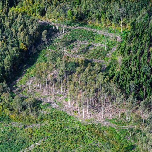 Preview: Aerial View Over The Deforested Area
