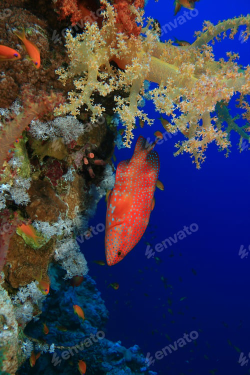 Preview: Coral Hind (Cephalopholis Miniata)