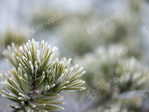 Preview: Pine Tree Branch Closeup With Blur Background In Frosty Winter Morning