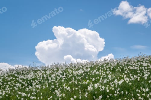 Preview: Daffodils Under The Tree In Spring