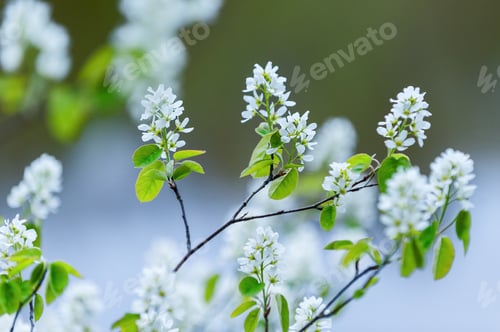 Preview: View Over The Branches With Blossom Of Trees In Springtime