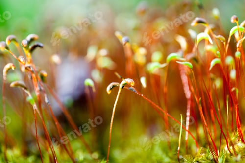 Preview: Abstract, Colorful Composition With Moss Flowers In Spring