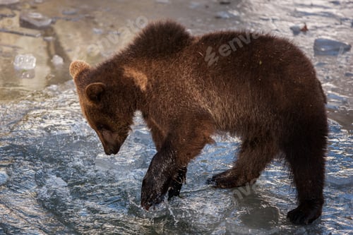 Preview: Brown Bear (Ursus Arctos) In Lake Clark National Park, Alaska, Usa