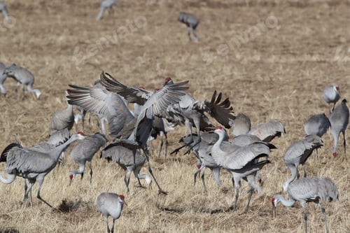 Preview: Sandhill Crane Bosque Del Apache Wildlife Reserve New Mexico In Winter , Usa