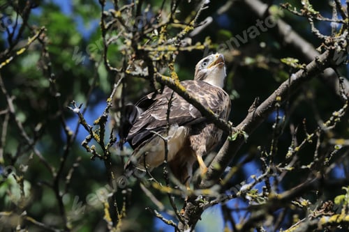 Preview: Young Buzzard Common Buzzard (Buteo Buteo)