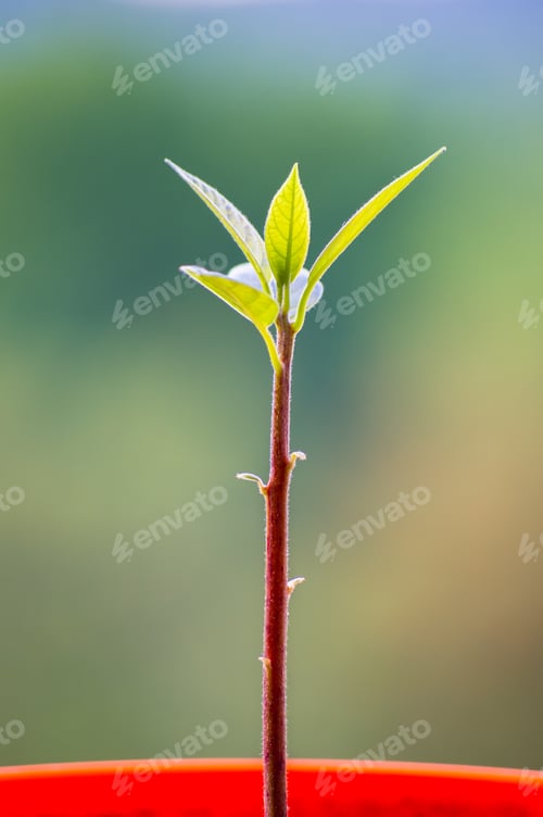 Preview: Macro Of Little Sprout Avocado Persea Gratissima In A Red Flower Pot On The Window