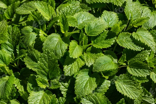 Preview: Green Background Of Melissa Officinalis Leaves. Medicinal Plants In The Garden. Green Natural
