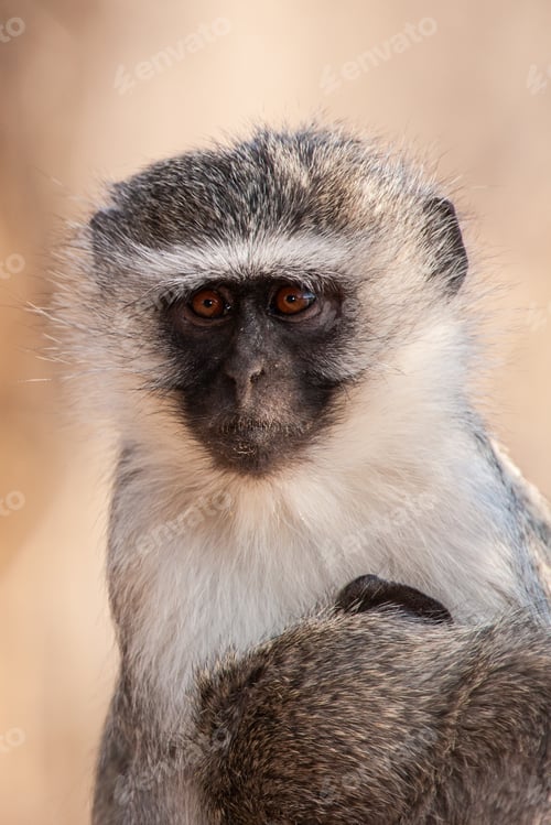 Preview: Vervet Monkey (Chlorocebus Pygerythrus) In Kruger National Park, South Africa