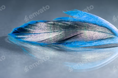 Preview: Colorful Rooster Feather With Details And Reflexions
