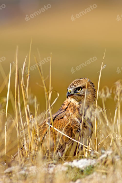 Preview: Buzzard. Natural Background.