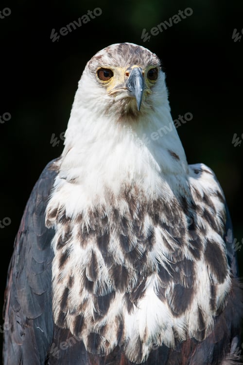 Preview: African Fish Eagle (Haliaeetus Vocifer)