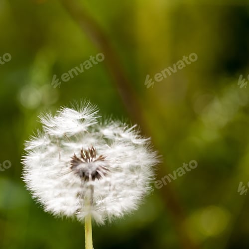 Preview: Dandelion Seeds With Natural Background