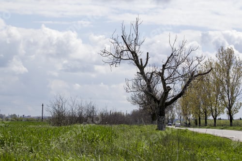 Preview: Rural Landscape With White And Grey Clouds