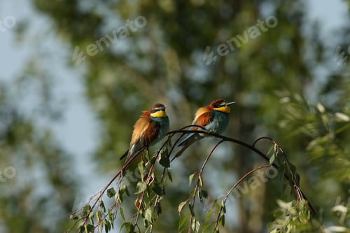 Preview: European Bee-Eater (Merops Apiaster) Germany (East)