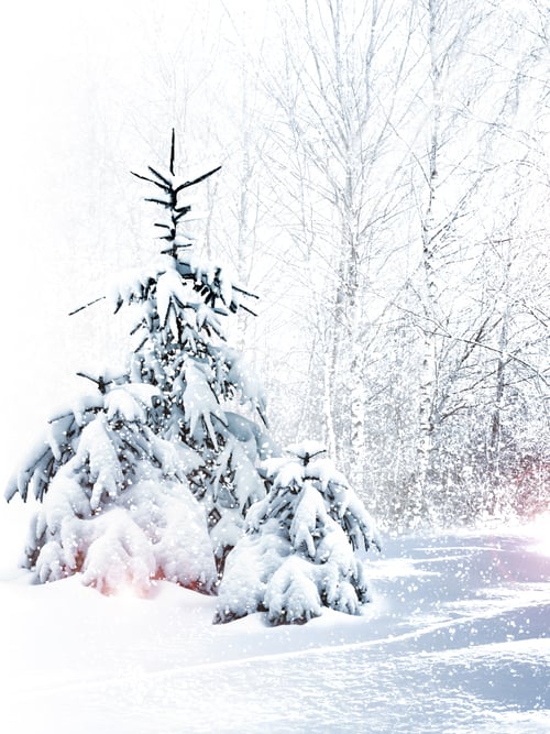 Preview: Winter Forest. Winter Landscape.