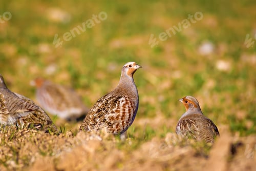 Preview: Partridges. Colorful Nature Background. Grey Partridge. Perdix Perdix.