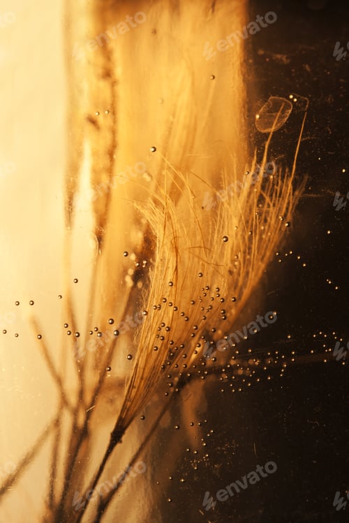Preview: Dandelions On Water