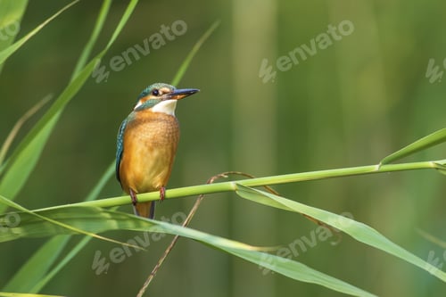 Preview: Colorful Bird Kingfisher. Green Nature Background. Bird: Common Kingfisher. Alcedo Atthis.