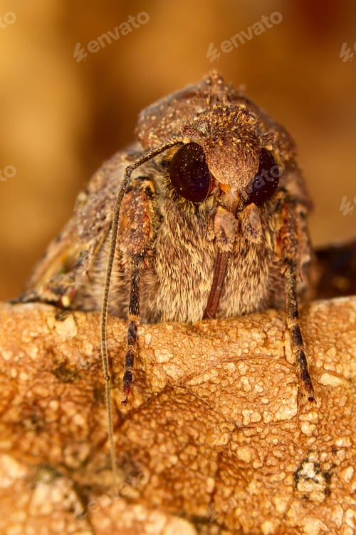 Preview: Portrait Head Of Clothes Moth. Macro Photography. Natural Yellow Background.