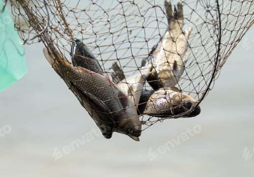 Preview: Fish Carp In A Cage