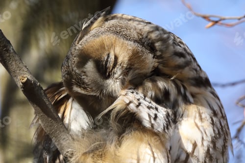 Preview: Long-Eared Owl (Asio Otus) Sitting In Tree,Germany
