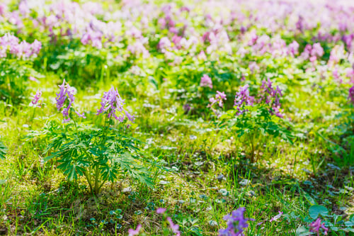 Preview: Violet Birthwort Flowers (Corydalis Solida) In Park Or Garden. Sunny Meadow With Corydalis Plants