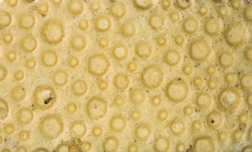 Preview: Diabetic Diet Crunches - Crispy Waffle Crispbread From Wheat, Texture