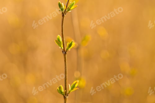 Preview: Young Spring Twigs With Growing Small Leaves. Spring Macro.