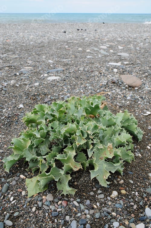 Preview: Thorny Plant Growing In Beach Sand