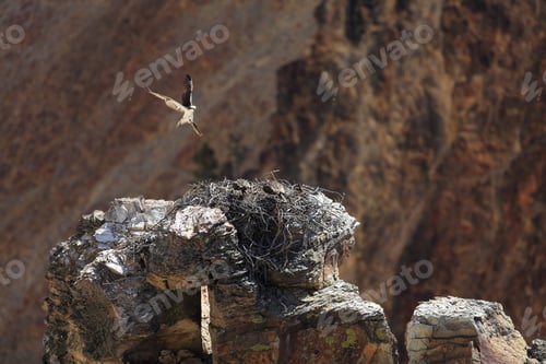 Preview: Osprey In Teton National Park