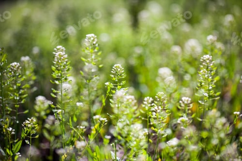 Preview: Capsella Bursa-Pastoris Plant In The Filed