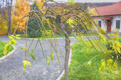 Preview: Fall Season In Urban Park With Colored Trees